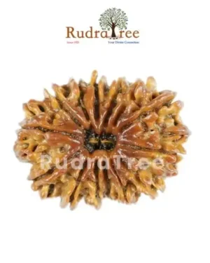 14 Mukhi Rudraksha in Sahakara Nagar: Complete Guide for Devotees 14 Mukhi Rudraksha Sahakara Nagar